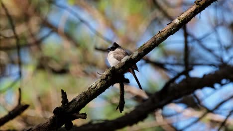 encaramado en una rama mirando a su alrededor durante una hermosa mañana, bulbul pycnonotus aurigaster con cabeza de hollín, phu ruea, ming mueang, loei en tailandia