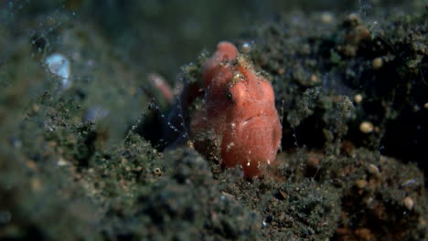 Pequeño-Pez-Piedra-Juvenil-Escondido-En-La-Arena.