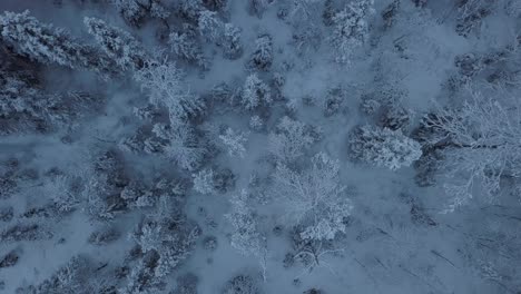 The-frozen-lake-and-forest-near-Borgvattnet,-Sweden