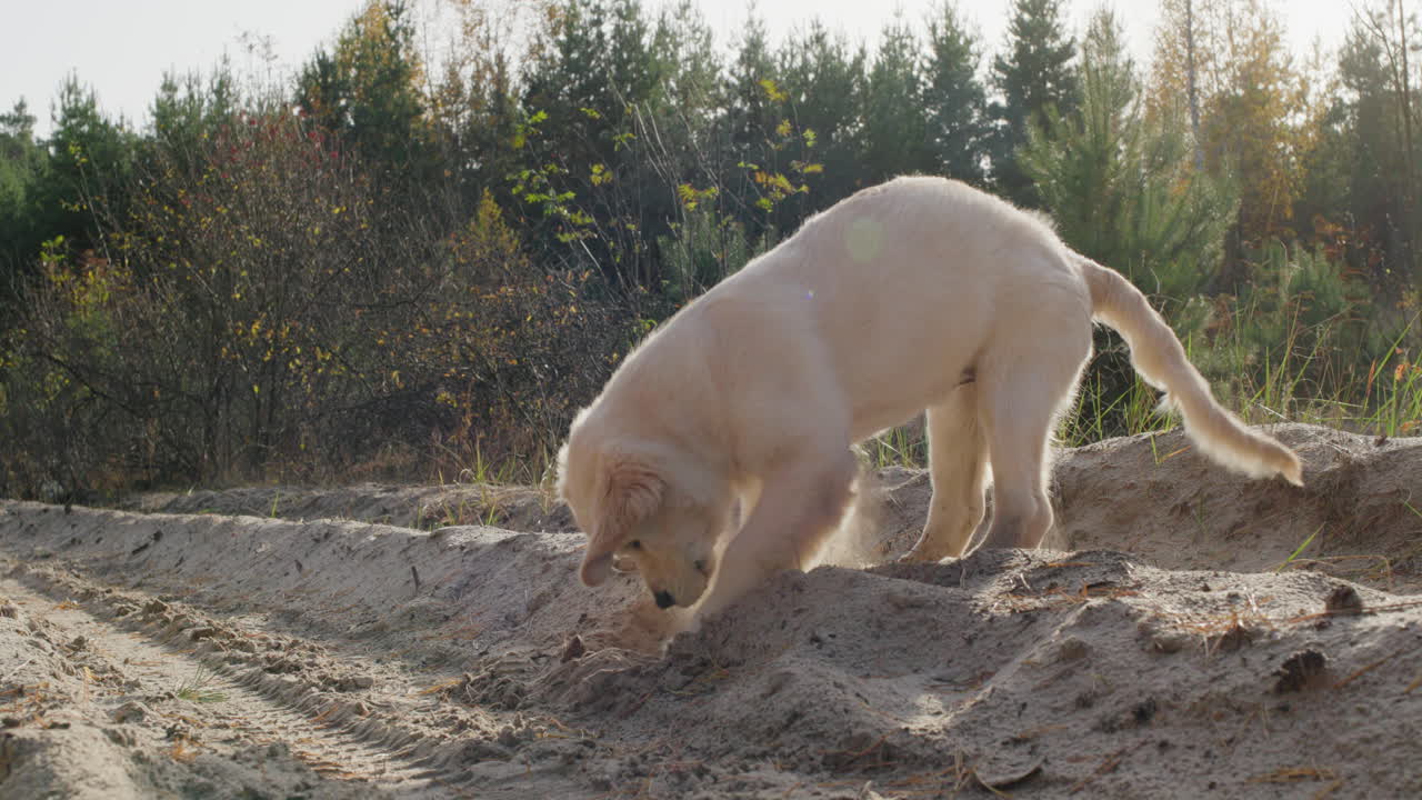 un cachorro prospector cava un agujero en la arena, un divertido paseo con un perro en un bosque de pinos