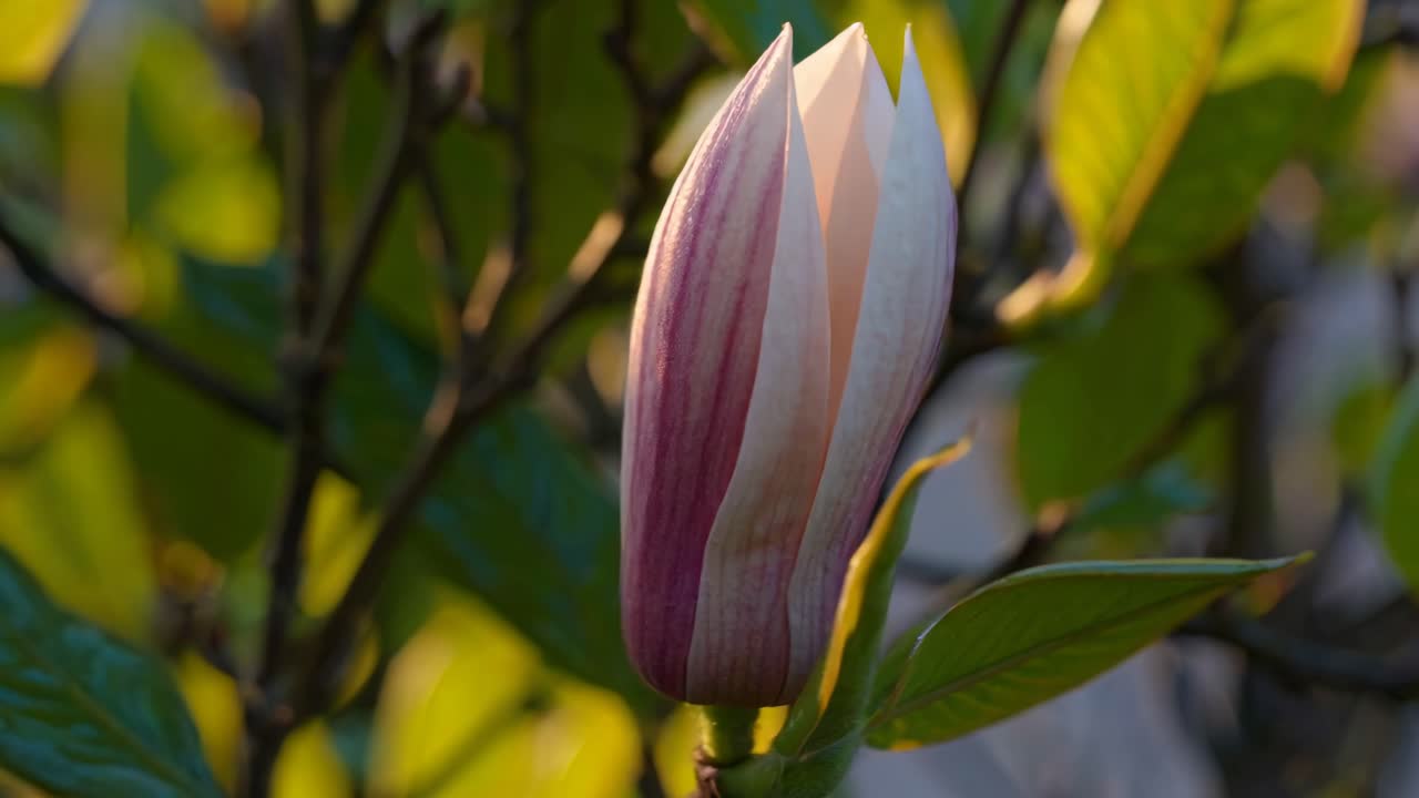 Nærbillede af en magnolieknop i blødt sollys