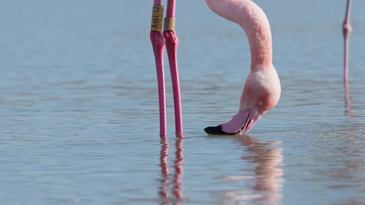Gros plan d'un flamant rose buvant en Camargue, en France, au coucher du soleil. Le reflet du flamant est visible dans l'eau peu profonde. L'eau est légèrement ridée par le vent