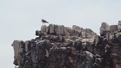 Möwe,-Die-Auf-Felsen-Am-Strand-Steht