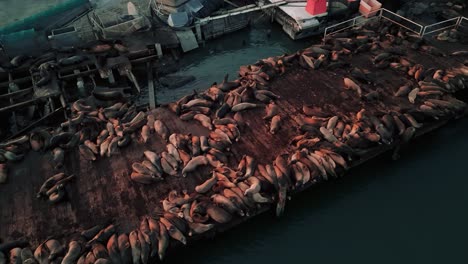 Sea-lions,-seals-and-sea-otters-on-a-marina-dock-harbour-in-Moss-Landing,-California