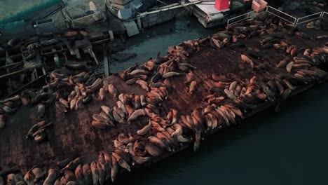 sea lions, seals and sea otters on a marina dock harbour in moss landing, california