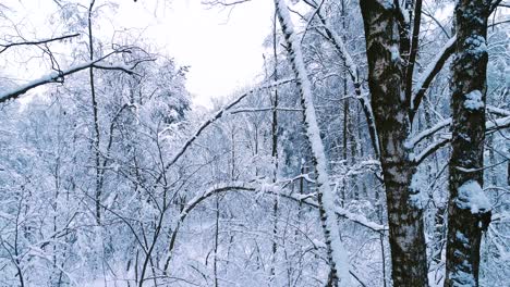 Ramas-Nevadas-En-El-Bosque.-Fondo-De-Hadas-De-Invierno