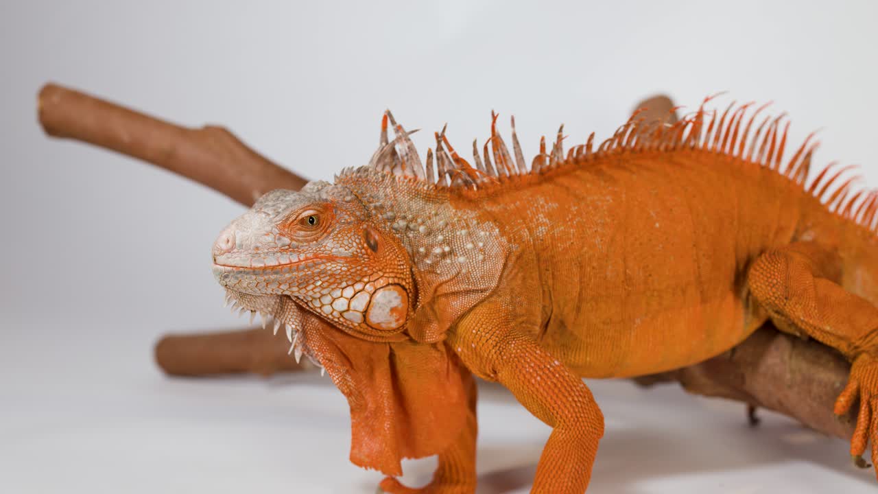Un’iguana arancione vivace è immobile su un ramo di legno su uno sfondo bianco