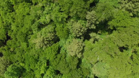 Antena-Lenta-De-Ojo-De-Pájaro-Sobre-El-Bosque-En-Las-Montañas-Verdes-De-Vermont