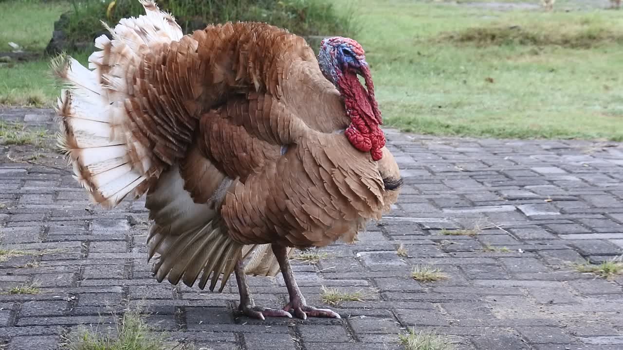 turkey in front of the house. footage of live beautiful turkey. red turkeys simultaneously give voice HD Video.