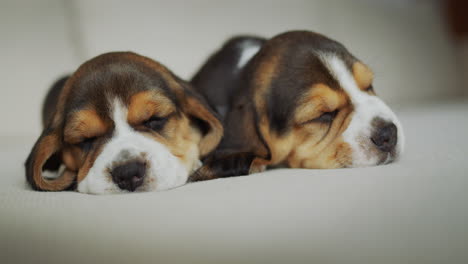 un par de cachorros lindos durmiendo en el sofá