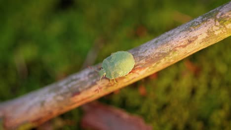 Forest-green-shield-bug-(Palomena-prasina)-green-stink-bug-is-a-species-of-shield-bug-in-the-family-Pentatomidae,-found-in-most-of-Europe.-It-inhabits-forests,-woodlands,-orchards,-and-gardens