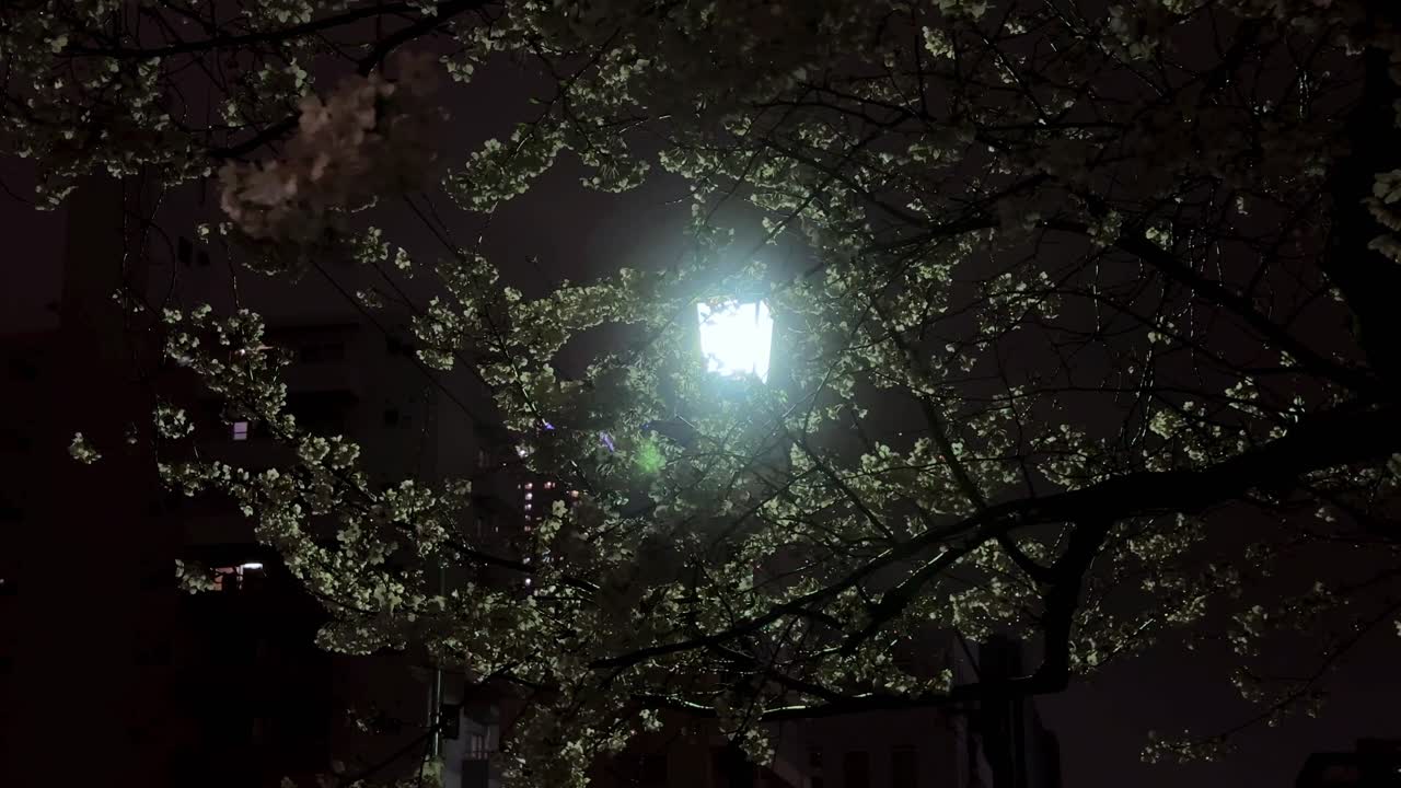 Vista notturna di rami d'albero in fiore contro la luce di un lampione con la silhouette di un edificio sullo sfondo