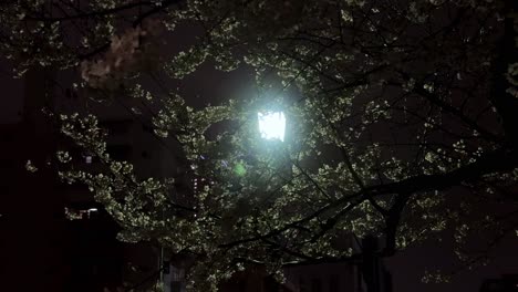 nighttime view of blooming tree branches against a lamplight with building silhouette in the background