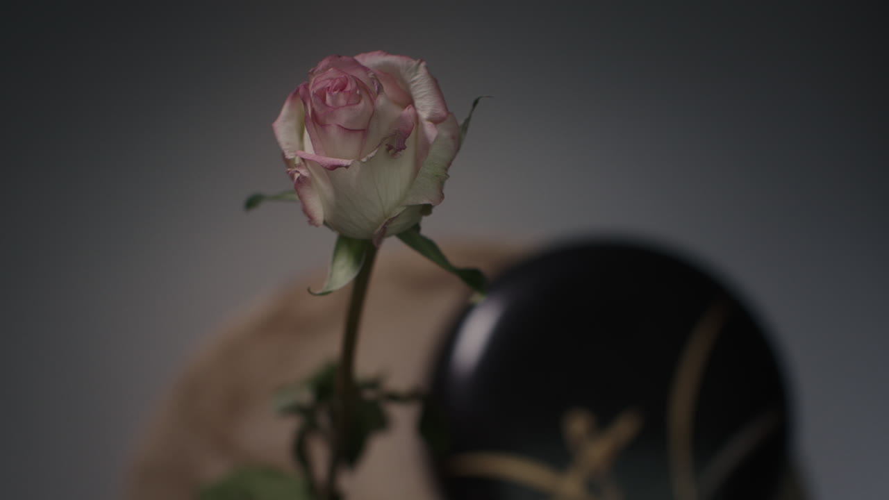 Timelapse: una rosa appassisce in un vaso