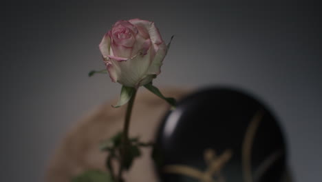 a single rose withers in a vase timelapse