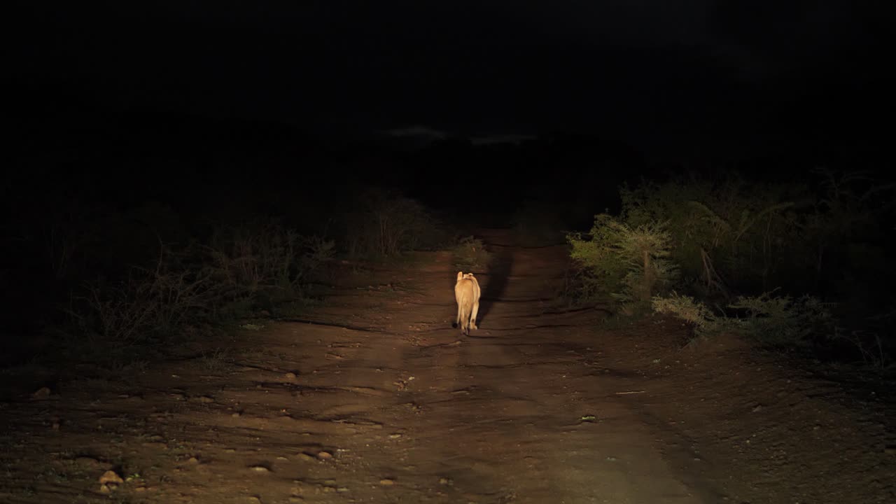 la hembra de león africano camina por un camino de tierra por la noche, iluminada por los faros de los vehículos