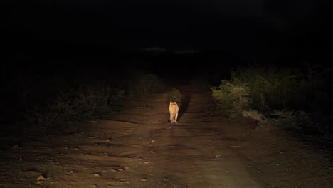 African-Lion-female-walks-dirt-road-at-night,-lit-by-vehicle-headlight