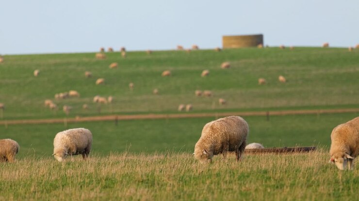 Pecore che pascolano pacificamente in un campo verde