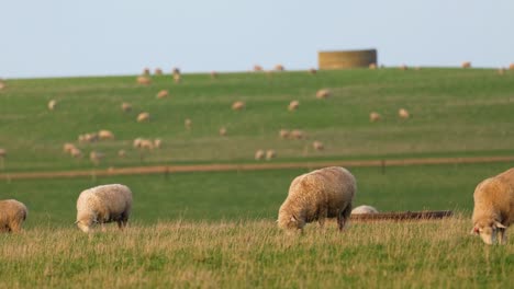 schafe weiden friedlich auf einem grünen feld