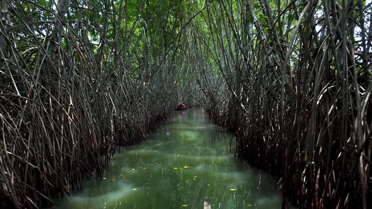 Viaggio in barca attraverso le mangrovie di Vakala: un sereno paesaggio tropicale delle backwaters con mangrovie verdi e lussureggianti. Le barche scivolano sull'ampia distesa d'acqua sotto un cielo azzurro e limpido, nelle Backwaters del Kerala.
