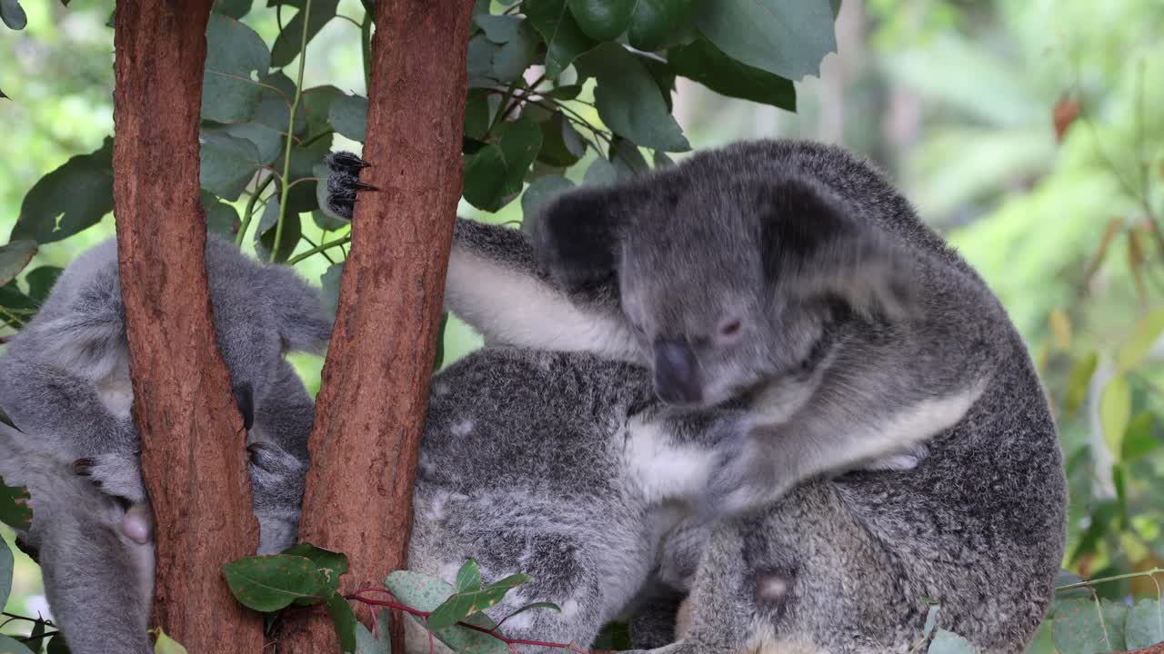 koalas interactuando afectuosamente en una rama de un árbol