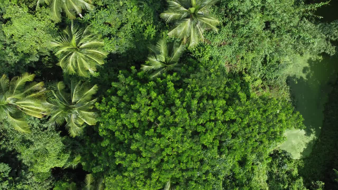vista aérea de una especie de jungla o bosque verde profundo