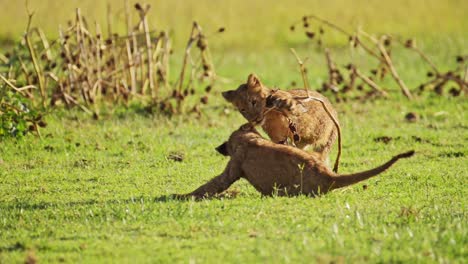 Slow-Motion-Shot-of-Playful-young-lion-cubs-play,-excited-energy-of-cute-African-Wildlife-in-Maasai-Mara-National-Reserve,-Kenya,-Africa-Safari-Animals-in-Masai-Mara-North-Conservancy