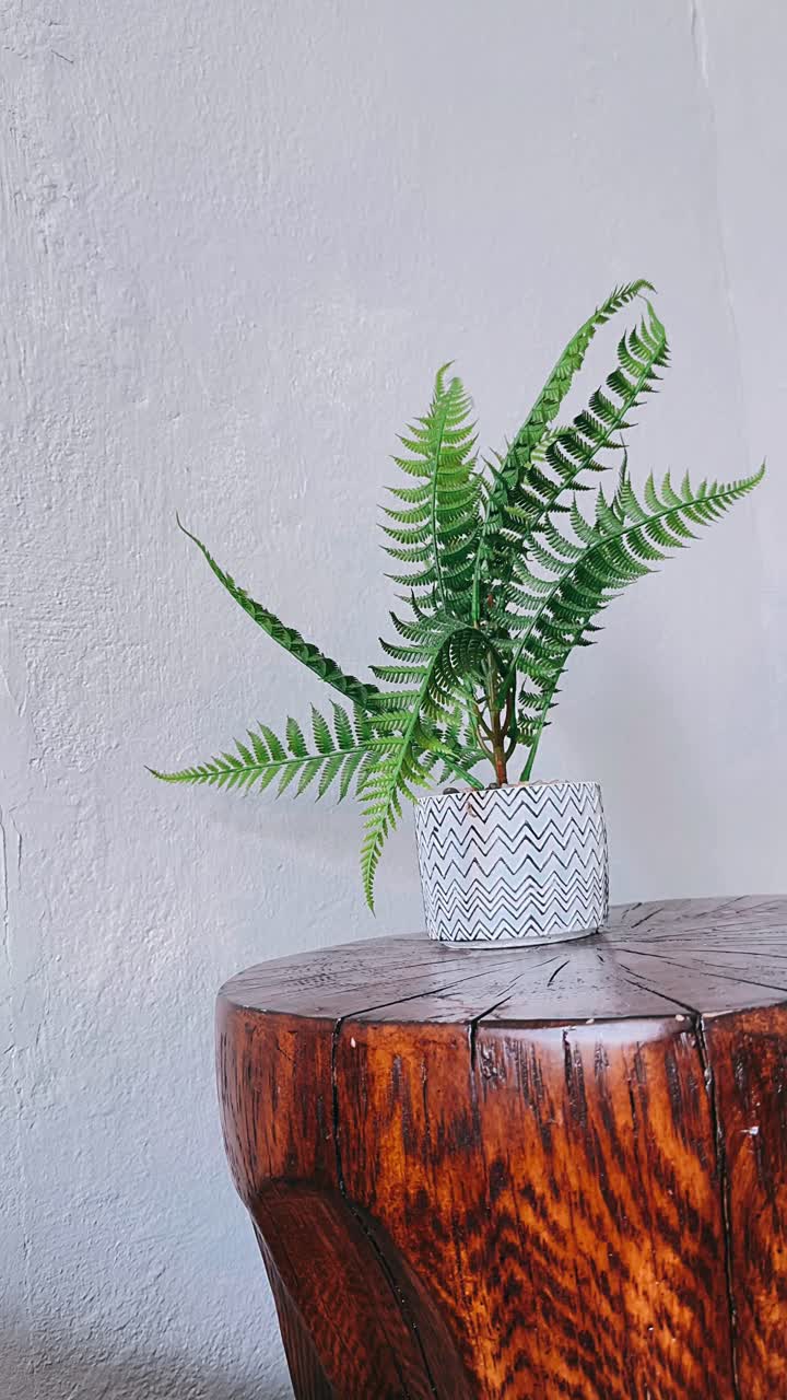 pequeña planta de helecho en un tronco de árbol de madera