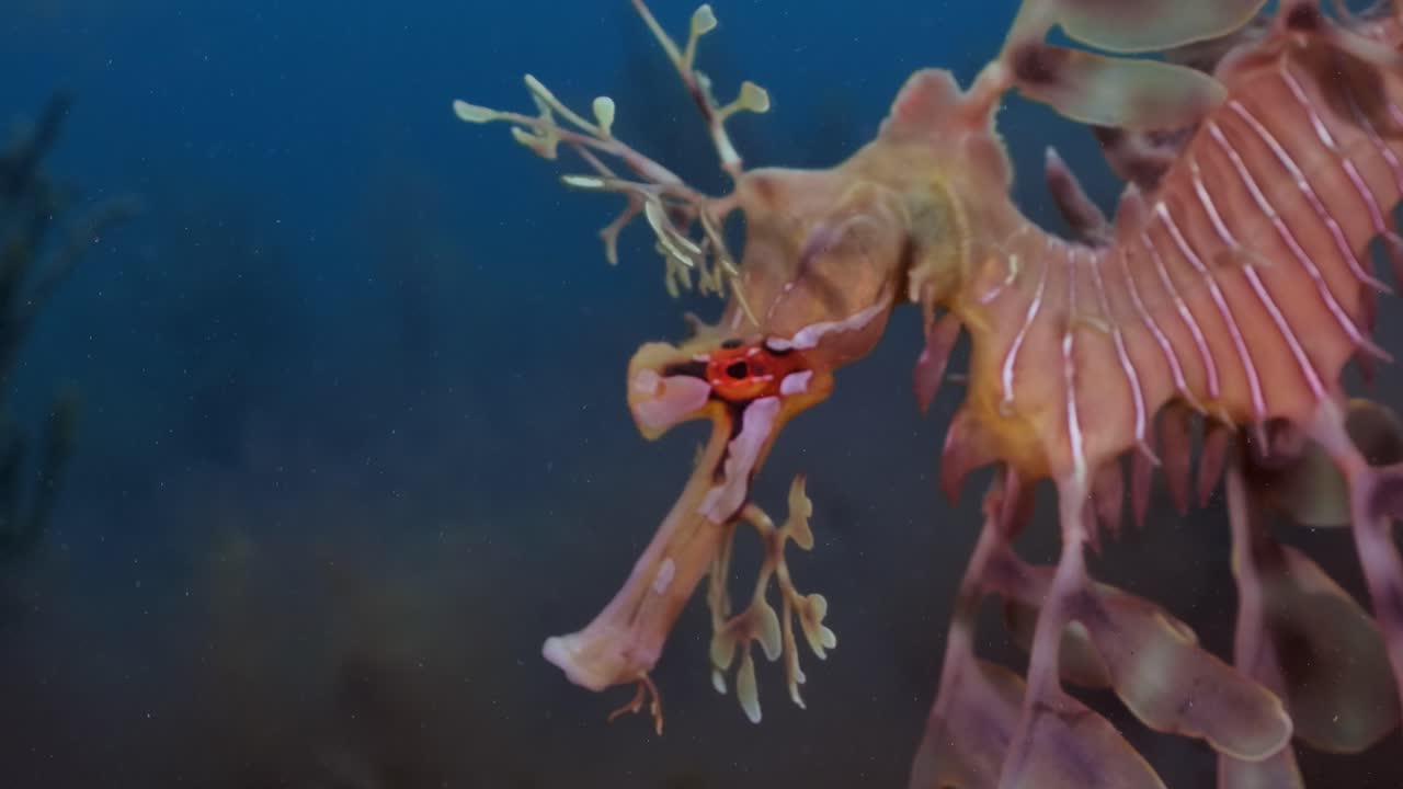 알을 가진 잎이 많은 바다 용 4k 슬로우 모션 사우스 오스트레일리아