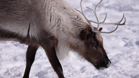 reindeer walking closeup side profile sunny winter day