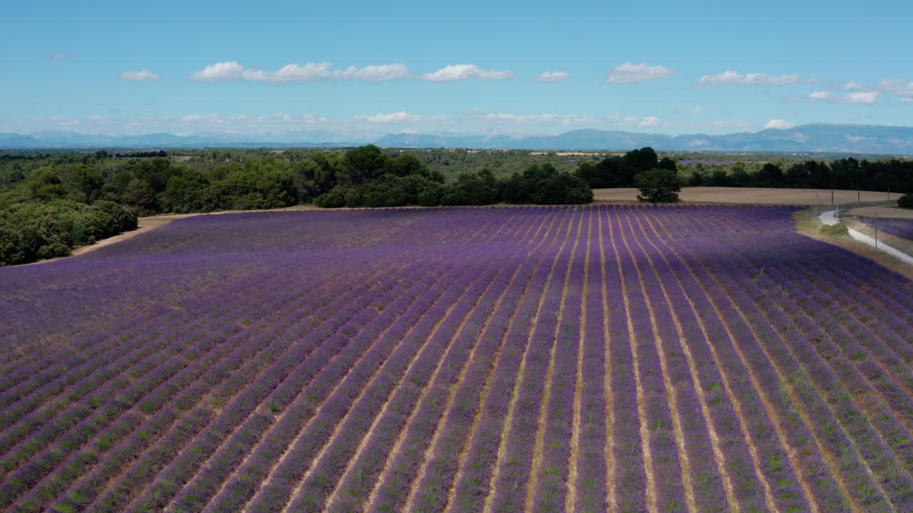 increíble campo de lavanda púrpura el campo de francia provenza toma aérea