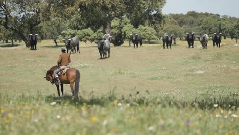 4K-Aufnahmen-Eines-Mannes-Auf-Einem-Pferd,-Der-Einem-Bullenvieh-Gegenübersteht