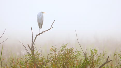 white-egret-and-perched-on-branche-in-foggy-morning-at-swamp