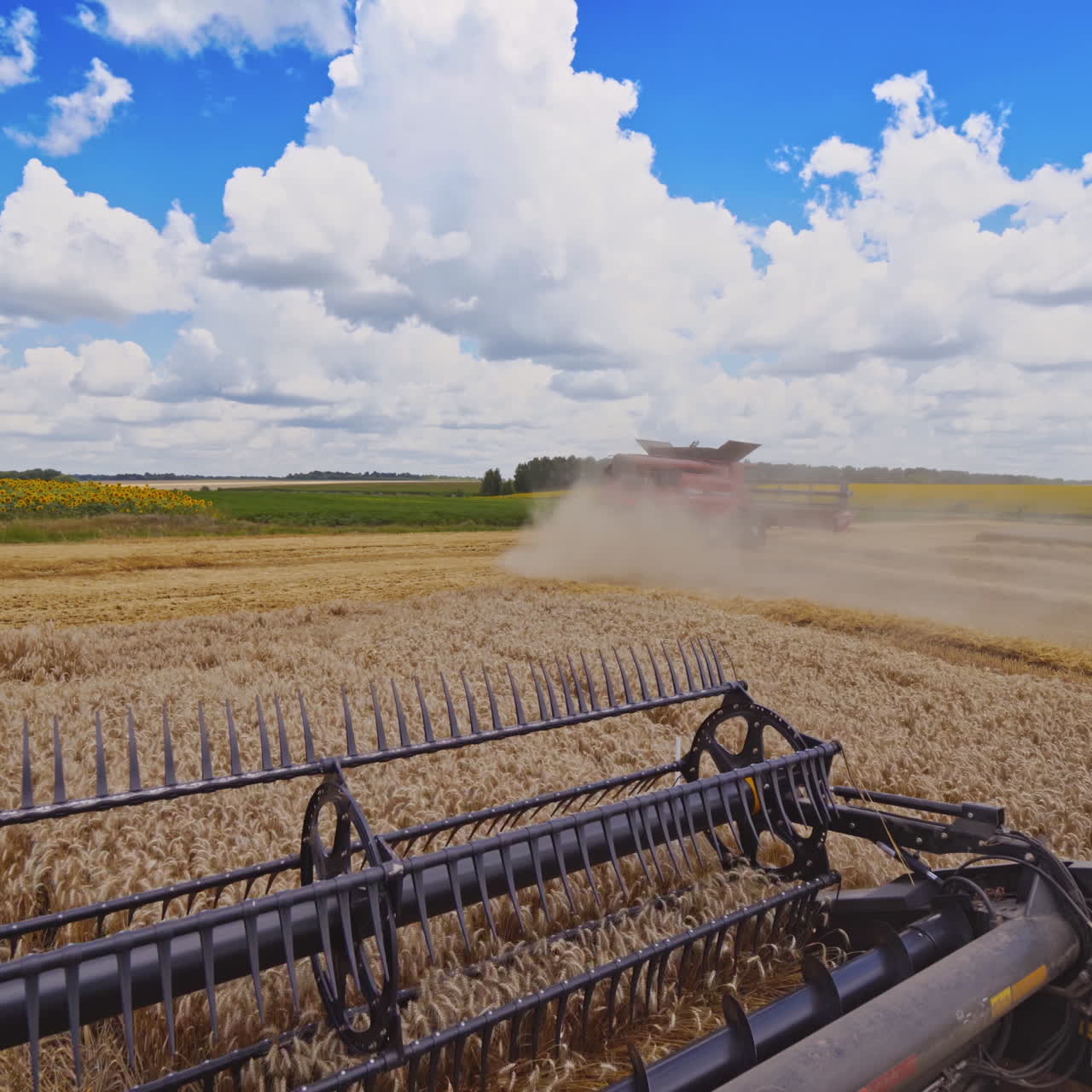 Harvester machine working in field . Combine harvester agriculture machine harvesting golden ripe wheat field. Agriculture. View from the driver's side.