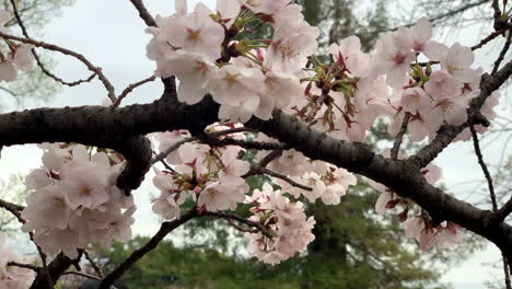 flores de cerezo rosadas en ramas naturales del jardín nacional shinjuku gyoen