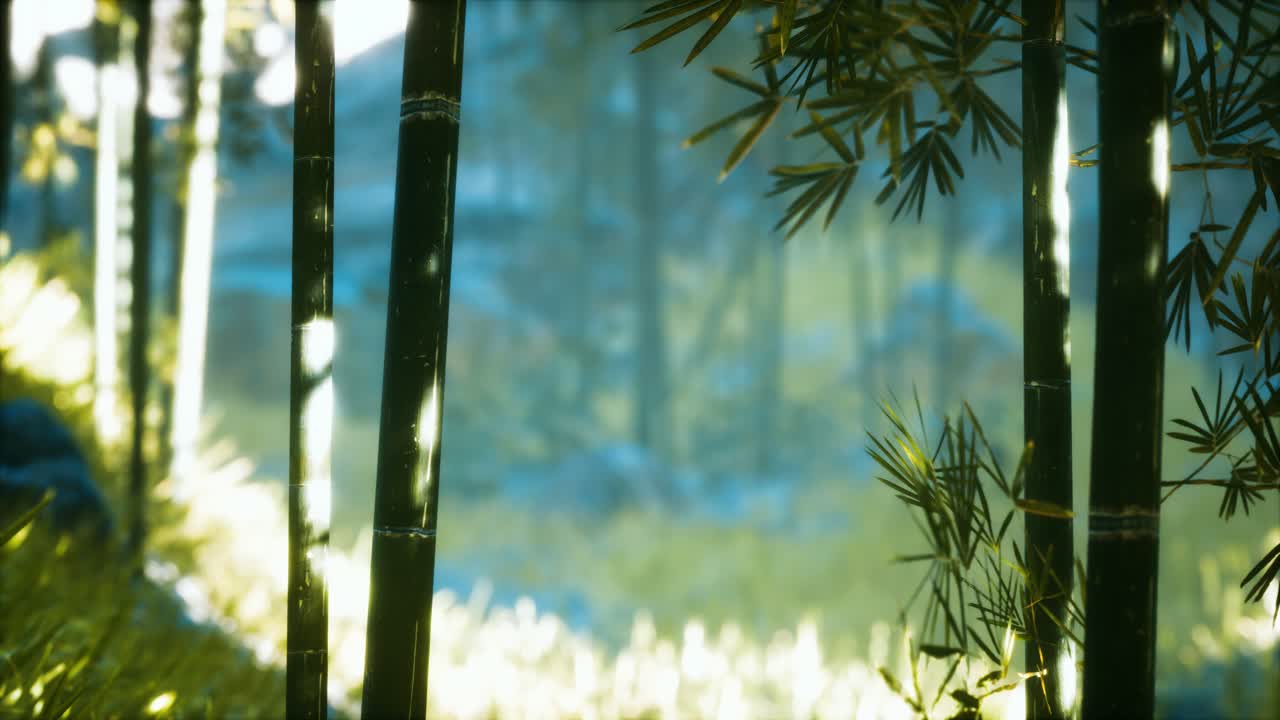 bosque de bambú asiático con luz solar
