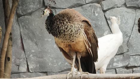 peafowl in a zoo enclosure