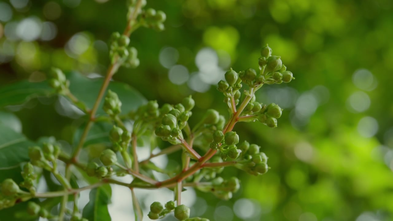 Mirto crespo bianco (Lagerstroemia) con boccioli verdi su sfondo bokeh. Primo piano.
