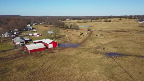 low altitude aerial view over farmland with barns and cows