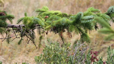 forest b-roll: spruce tree conifer needles on horizontal branch