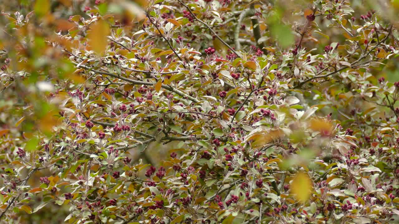Yellow Breasted Magnolia Warbler Perched In Thick Red Closed Budded Spring Bush Before Flying Away