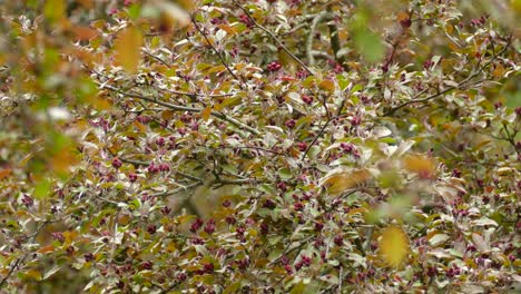 Yellow-Breasted-Magnolia-Warbler-Perched-In-Thick-Red-Closed-Budded-Spring-Bush-Before-Flying-Away