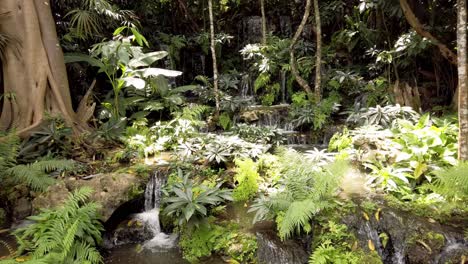 el paisajismo de árboles con pequeñas cascadas y variedad de plantas, el ambiente es fresco y claro