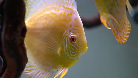 Nahaufnahmevideo-Von-Albino-Diskusbuntbarschen-Im-Aquarium