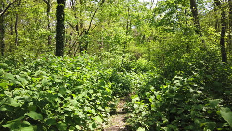 a-low-angle-shot-through-an-over-grown-hiking-path-with-a-handheld-camera-gimbal