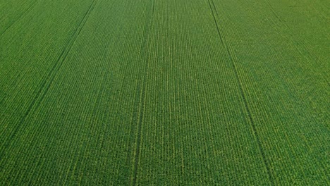 Toma-Aérea-De-Un-Dron-En-Movimiento-Hacia-Adelante-De-Un-Dron-Cinemático-Interminable-De-Campo-De-Grano-Verde-Con-Una-Plantación-De-Trigo-Simétrica-Visible-Desde-Arriba-Durante-El-Día