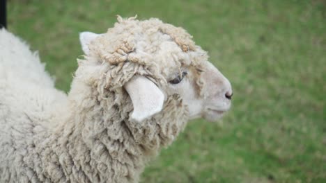 Disheveled-sheep-ruminating-in-a-green-field