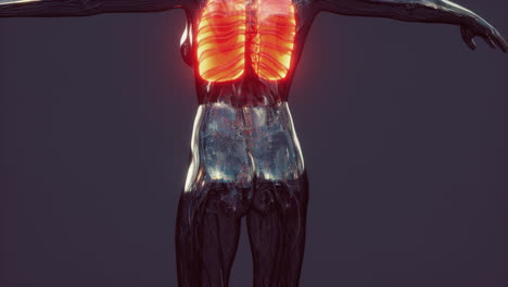 x-ray image of human lungs for a medical coronavirus covid-19 diagnosis