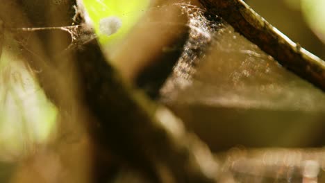 Close-up-focus-rack-of-empty-woods-with-spiderweb-moving-with-the-wind