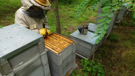 beekeeper using smoker and takes out a frame